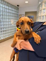 Shelter Stray Male Dog last seen BACK FORTY BEER CO, 4950 SW Triana Blvd, Huntsville, AL 35805, USA