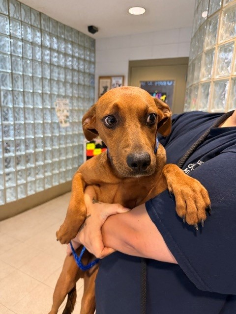 Shelter Stray Male Dog last seen BACK FORTY BEER CO, 4950 SW Triana Blvd, Huntsville, AL 35805, USA