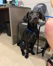 Shelter Stray Male Dog last seen BACK FORTY BEER CO, 4950 SW Triana Blvd, Huntsville, AL 35805, USA
