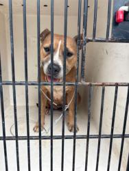 Shelter Stray Female Dog last seen RICKY RD NW, 4950 SW Triana Blvd, Huntsville, AL 35805, USA