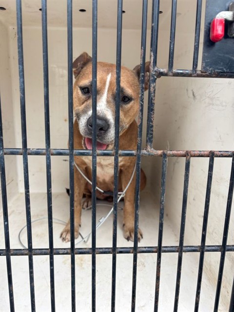 Shelter Stray Female Dog last seen RICKY RD NW, 4950 SW Triana Blvd, Huntsville, AL 35805, USA