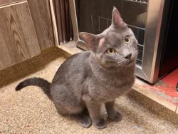 Shelter Stray Male Cat last seen Near BLOCK ST VRAIN PL, COLORADO SPRINGS CO 80904, 610 Abbot Ln, Colorado Springs, CO 80905, USA