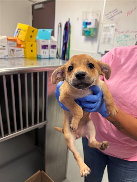 Shelter Stray Female Dog last seen SB HWY99, BAKERSFIELD, CA, 201 S Mt Vernon Ave, Bakersfield, CA 93307, USA