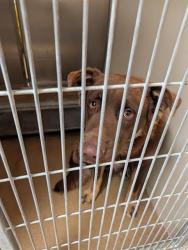 Shelter Stray Male Dog last seen CENTER PKWY/APKWY, 95823, 3839 Bradshaw Rd, Sacramento, CA 95827, USA