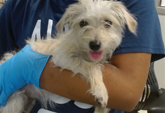 Shelter Stray Female Dog last seen Near BLOCK SE 21ST ST, 2811 SE 29th St, Oklahoma City, OK 73129, USA