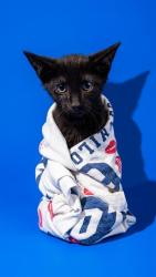 Shelter Stray Male Cat last seen , 2020 Forest St, Jacksonville, FL 32204, USA