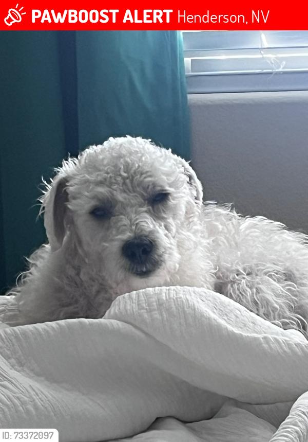 Lost Male Dog last seen Sunset and Boulder highway, Henderson, NV 89011