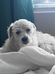 Lost Male Dog last seen Sunset and Boulder highway, Henderson, NV 89011