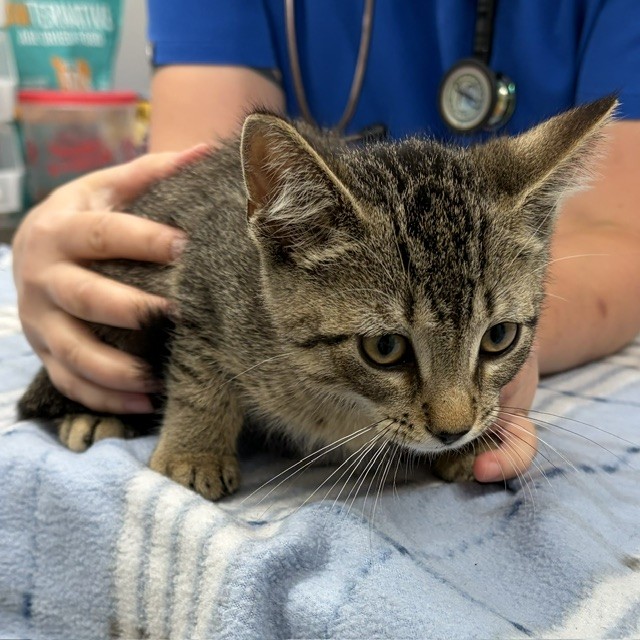 Shelter Stray Male Cat last seen Near BLOCK BARLUM ST, DETROIT, MI 48210, 7401 Chrysler Dr, Detroit, MI 48211, USA