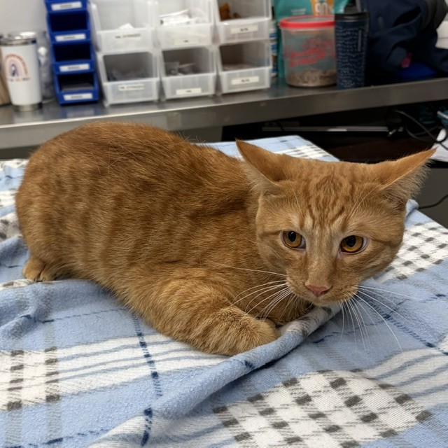Shelter Stray Male Cat last seen Near BLOCK SANTA ROSA DR, DETROIT, MI 48221, 7401 Chrysler Dr, Detroit, MI 48211, USA
