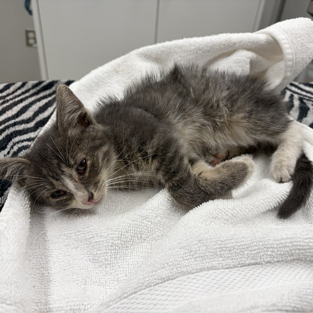 Shelter Stray Male Cat last seen Near BLOCK BOLEYN, DETROIT, MI 48224, 7401 Chrysler Dr, Detroit, MI 48211, USA