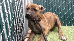 Shelter Stray Male Dog last seen , 11258 Garfield Ave, Downey, CA 90242, USA