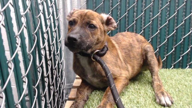 Shelter Stray Male Dog last seen , 11258 Garfield Ave, Downey, CA 90242, USA