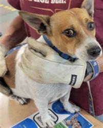 Shelter Stray Male Dog last seen , 14409 Vanowen St, Van Nuys, CA 91405, USA