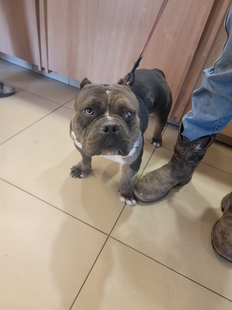Shelter Stray Female Dog last seen COUNTRY CLUB ROAD AND OLD PASCO ROAD BY APARTMENTS, 19640 Dogpatch Ln, Land O' Lakes, FL 34638, USA