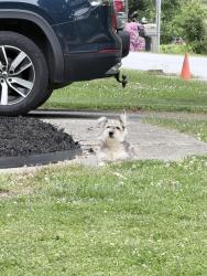 Reunited Male Dog last seen Near Greenfield Lane, Hendersonville, NC 28792