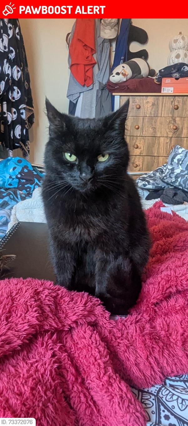 Lost Female Cat last seen st Christophers way, Telford and Wrekin, England TF4 2JB