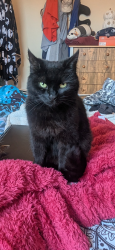 Lost Female Cat last seen st Christophers way, Telford and Wrekin, England TF4 2JB