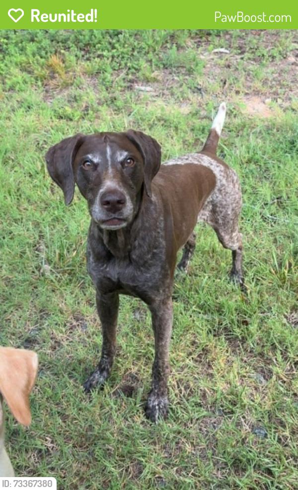 Reunited Female Dog last seen Farrington Mill road, Transis Camp Rd, NC 27517