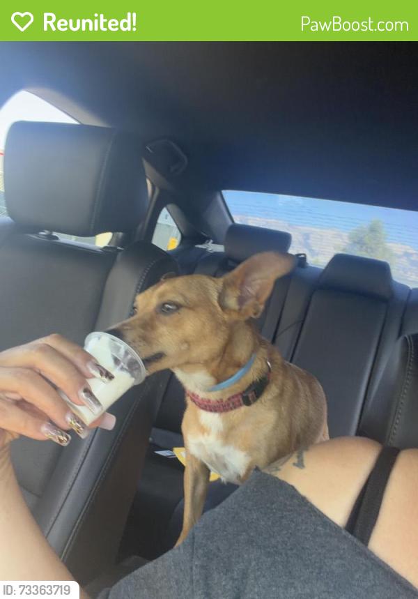 Reunited Female Dog last seen Story and king, Santa Clara County, CA 95116