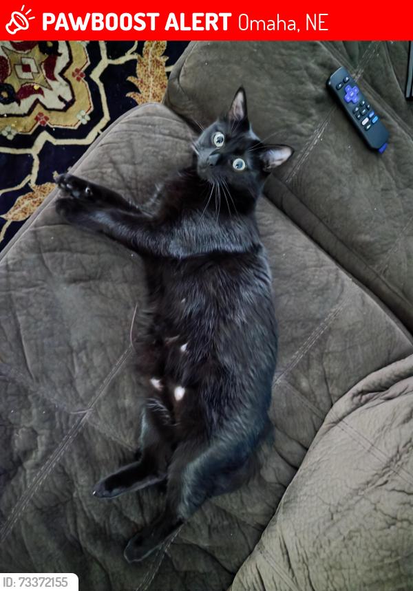 Lost Male Cat last seen 168th & Giles, Omaha, NE 68136