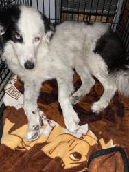 Reunited Female Dog last seen 7th St, Hughson, CA 95326, USA, Hughson, CA 95326