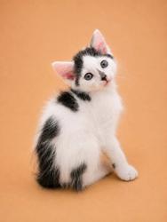 Shelter Stray Male Cat last seen Near Nc 118, Vanceboro,, 1639 Old Airport Rd, New Bern, NC 28562, USA