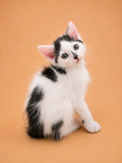 Shelter Stray Male Cat last seen Near Nc 118, Vanceboro,, 1639 Old Airport Rd, New Bern, NC 28562, USA
