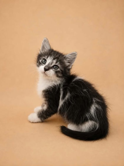 Shelter Stray Female Cat last seen Near Nc 118, Vanceboro,, 1639 Old Airport Rd, New Bern, NC 28562, USA