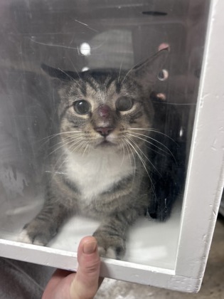 Shelter Stray Male Cat last seen Near n craven st, New Bern City Limits, NC, 1639 Old Airport Rd, New Bern, NC 28562, USA