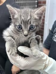 Shelter Stray Male Cat last seen Near n craven st, New Bern City Limits, NC, 1639 Old Airport Rd, New Bern, NC 28562, USA