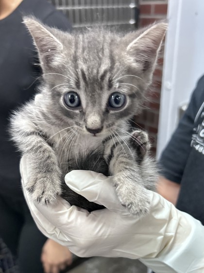 Shelter Stray Male Cat last seen Near n craven st, New Bern City Limits, NC, 1639 Old Airport Rd, New Bern, NC 28562, USA