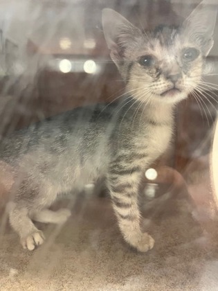 Shelter Stray Male Cat last seen East Glen& Davis, 75149, TX, 1650 Gross Rd, Mesquite, TX 75149, USA