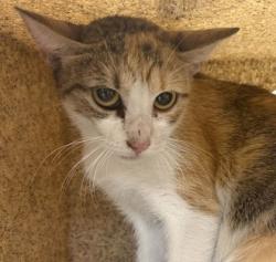Shelter Stray Female Cat last seen Harvey and Earl Rudder, City of College Station, TX, 5359 Leonard Rd, Bryan, TX 77807, USA