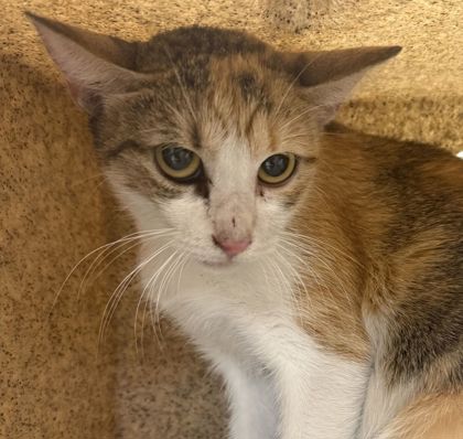 Shelter Stray Female Cat last seen Harvey and Earl Rudder, City of College Station, TX, 5359 Leonard Rd, Bryan, TX 77807, USA