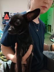 Lost Male Dog last seen Near n 9th st and Bosque st, Waco, TX 76707