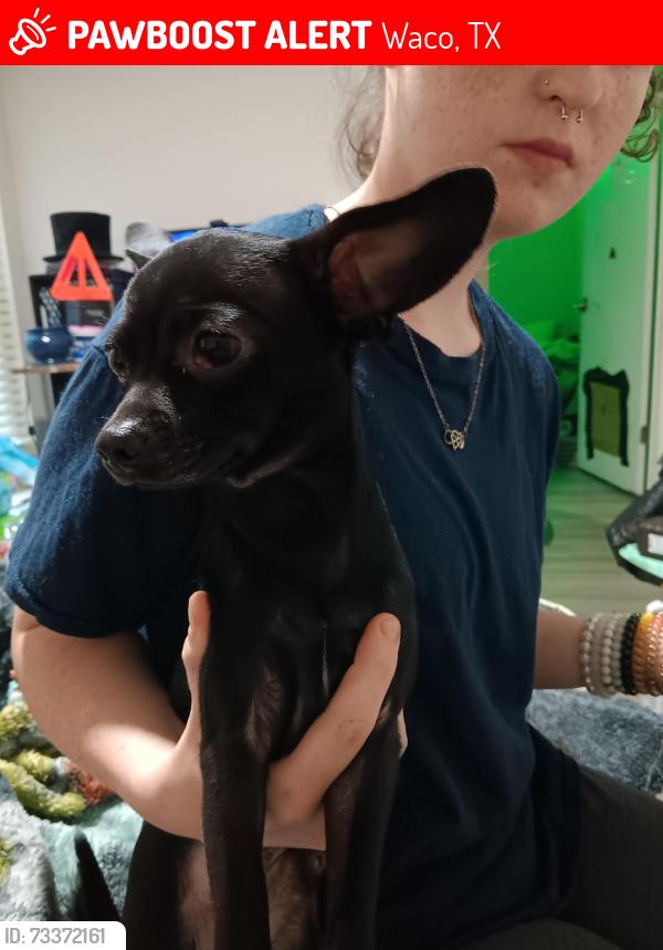 Lost Male Dog last seen Near n 9th st and Bosque st, Waco, TX 76707