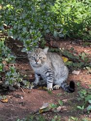 Found/Stray Unknown Cat last seen NCDMV, Salisbury, NC 28144