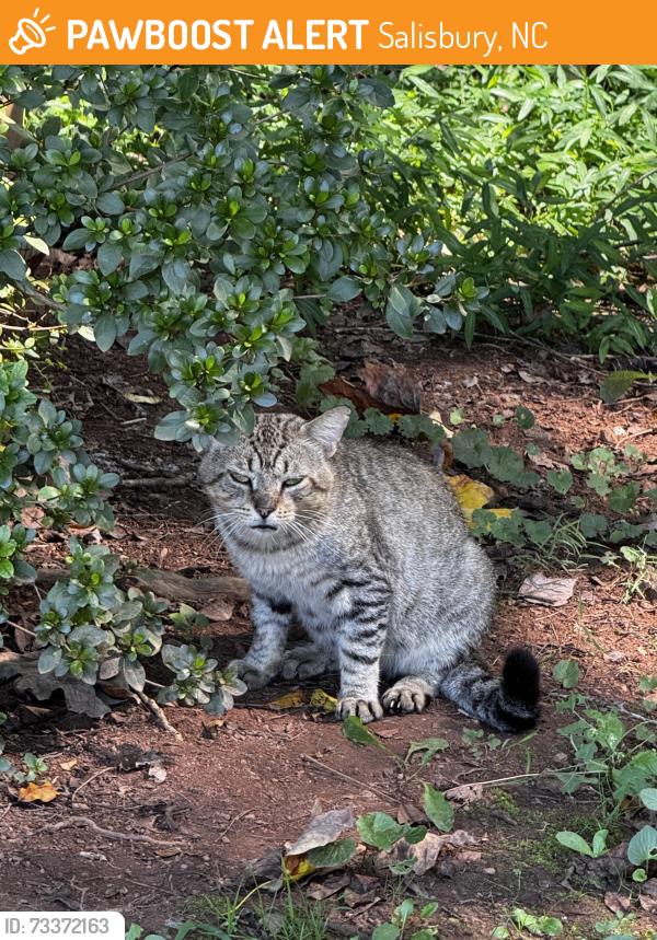 Found/Stray Unknown Cat last seen NCDMV, Salisbury, NC 28144