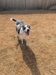 Lost Male Dog last seen Near hermosa ln, Rhome, TX 76078