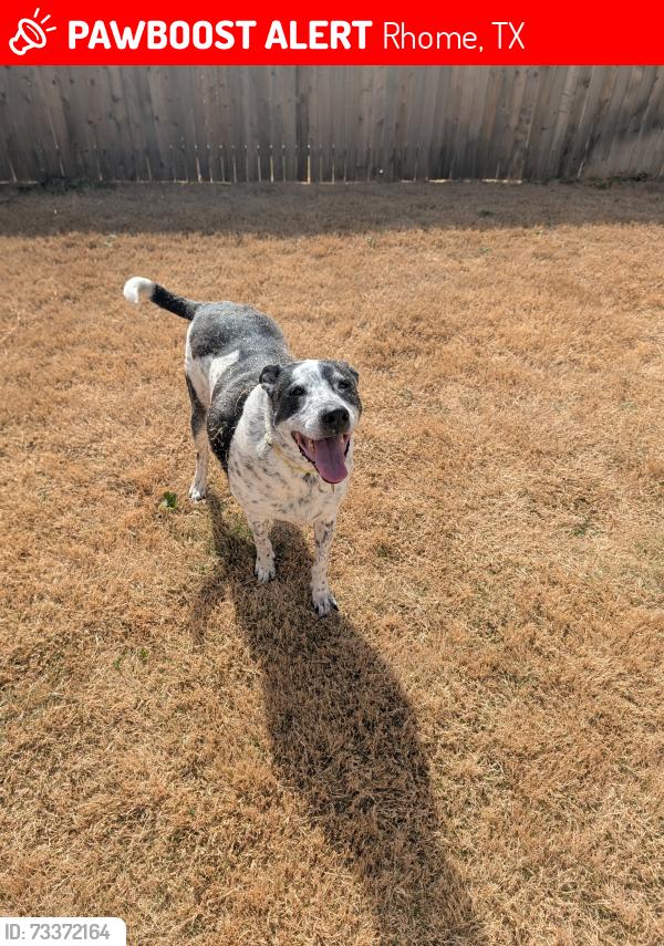 Lost Male Dog last seen Near hermosa ln, Rhome, TX 76078