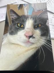 Reunited Male Cat last seen Sky island, Bonney Lake, WA 98391