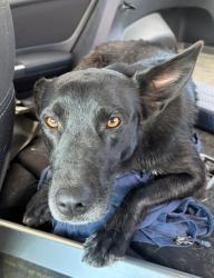 Found/Stray Female Dog last seen Butte Rd and NW 2nd Ave, New Plymouth, ID 83655