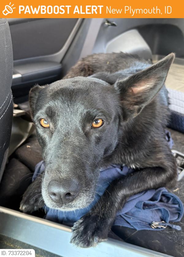 Found/Stray Female Dog last seen Butte Rd and NW 2nd Ave, New Plymouth, ID 83655