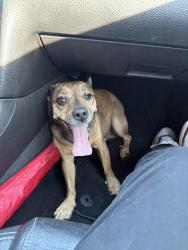 Reunited Male Dog last seen Fingerville Baptist, Fingerville, SC 29349