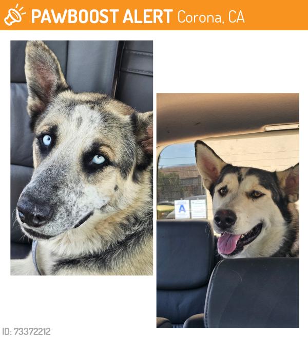 Found/Stray Male Dog last seen Rincon & Smith CORONA / NORCO CA, Corona, CA 92878