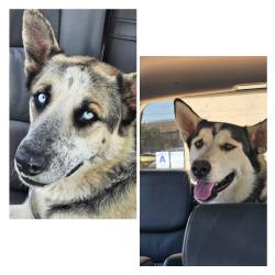 Found/Stray Male Dog last seen Rincon & Smith CORONA / NORCO CA, Corona, CA 92878