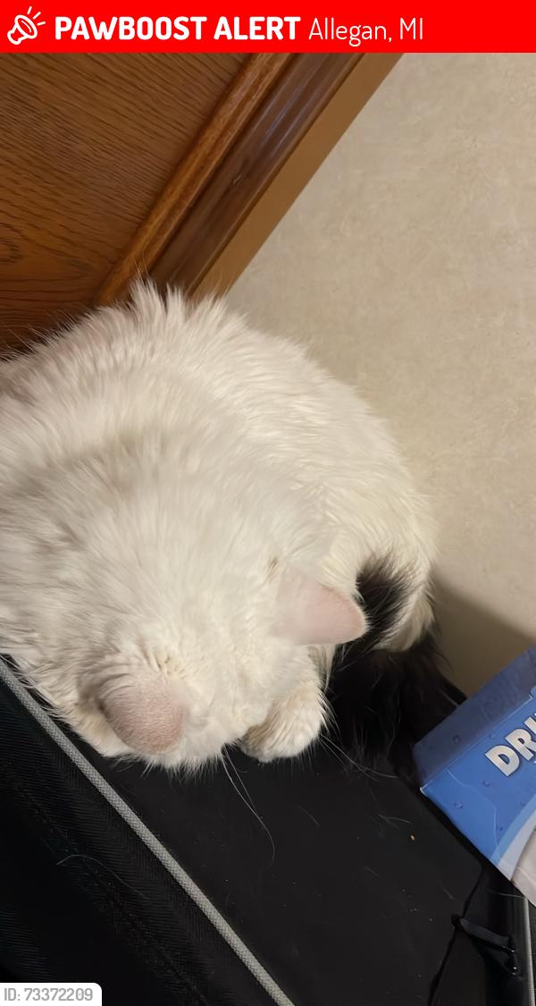 Lost Male Cat last seen Monroe and 34th Street, Allegan, MI 49010