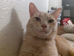 Reunited Male Cat last seen Near Linda Vista Rd, San Diego, CA 92111, USA, San Diego, CA 92111