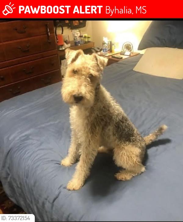 Lost Male Dog last seen Shamrock Loop and Cooper rd, Byhalia, MS 38611